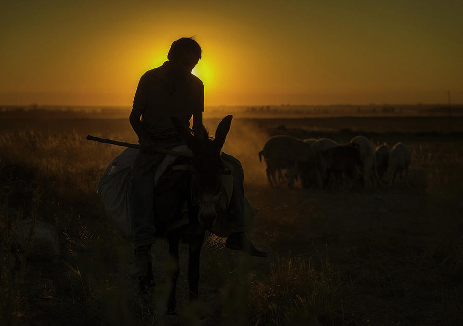 Sheep Photograph - Day Ends by Yavuz Pancareken