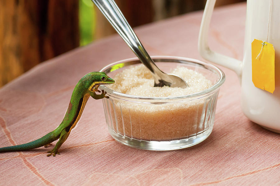 Day Gecko Stealing Some Sugar Photograph by Henry Cook