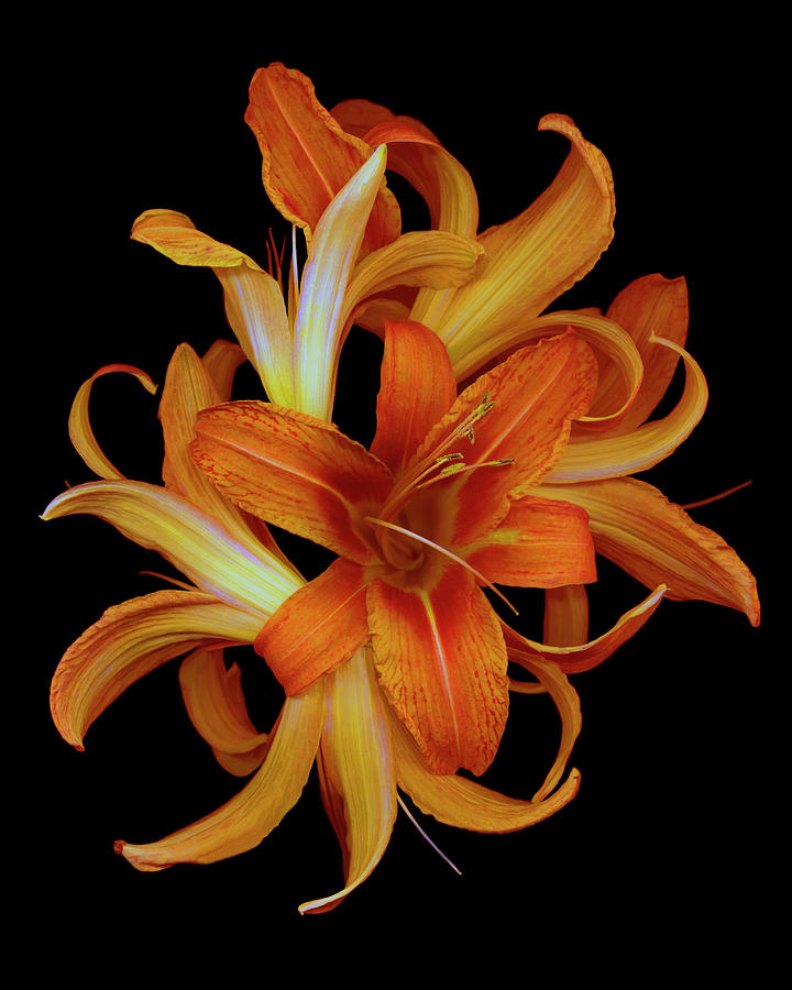 Flower Painting - Day Lilies by Susan S. Barmon