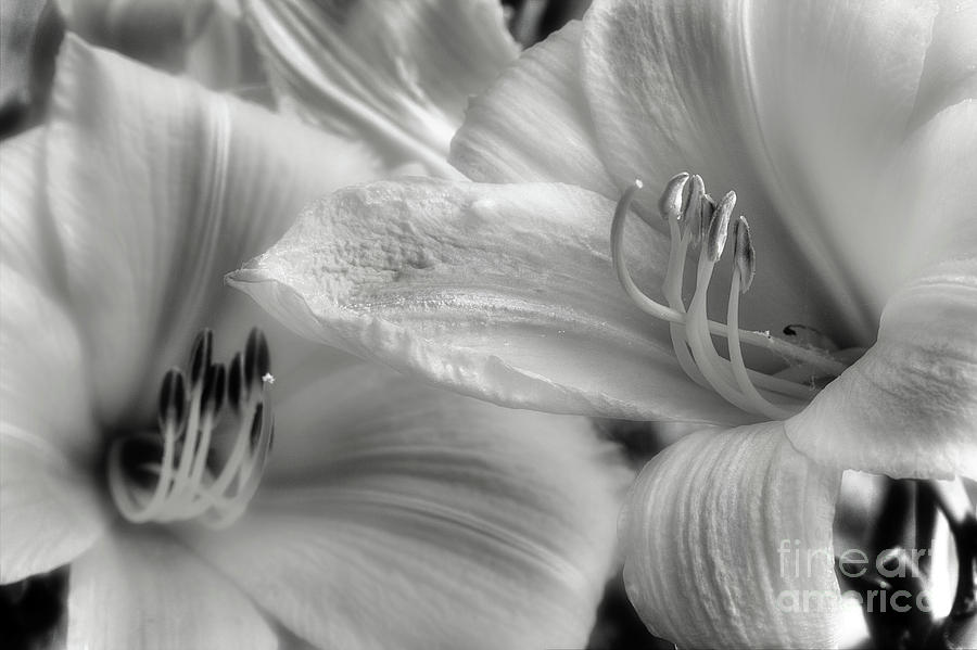 Day Lilly Black And White Photograph by Mike Eingle
