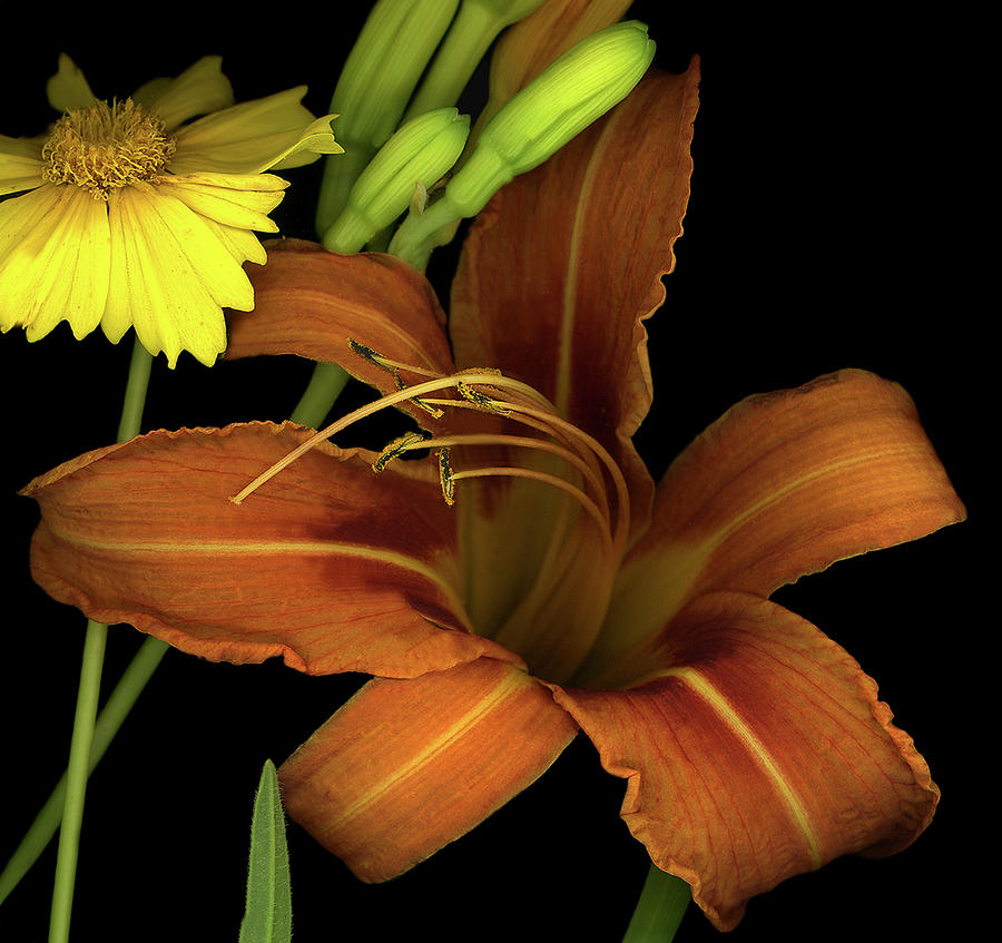 Flower Photograph - Day Lily And Coreopsis by Susan S. Barmon