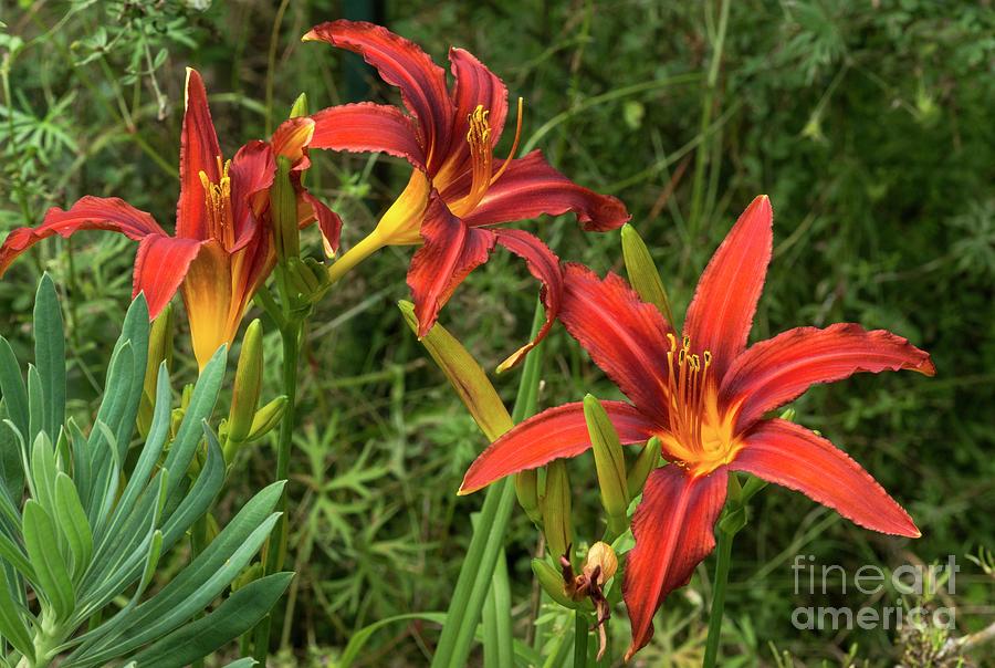 Day Lily (hemerocallis Fulva X Hybrida morocco) In Flower Photograph by Brian Gadsby/science Photo Library
