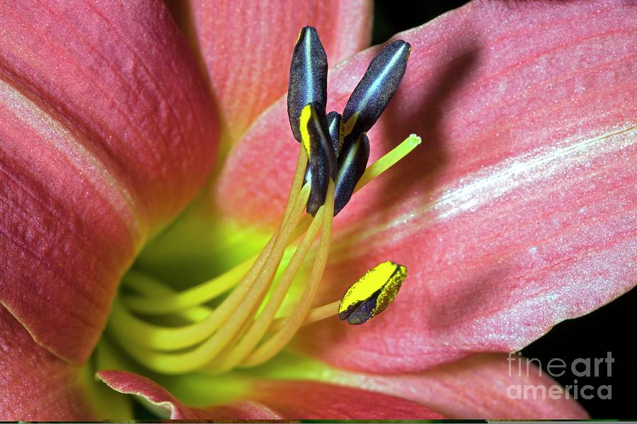 Day Lily (hemerocallis Sp.) Photograph by Dr Keith Wheeler/science Photo Library