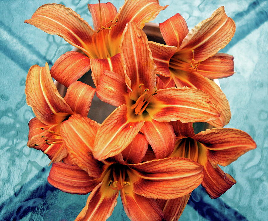 Day Lily Photograph by Image By Emeraldnicola