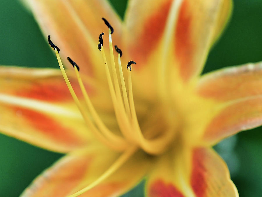Day Lily Photograph by Jerry Connally