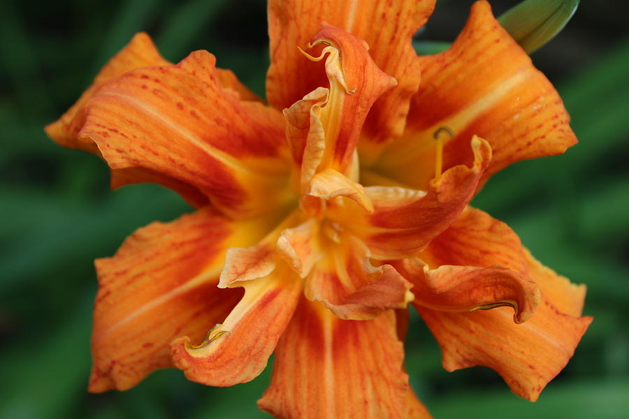 Day Lily Photograph