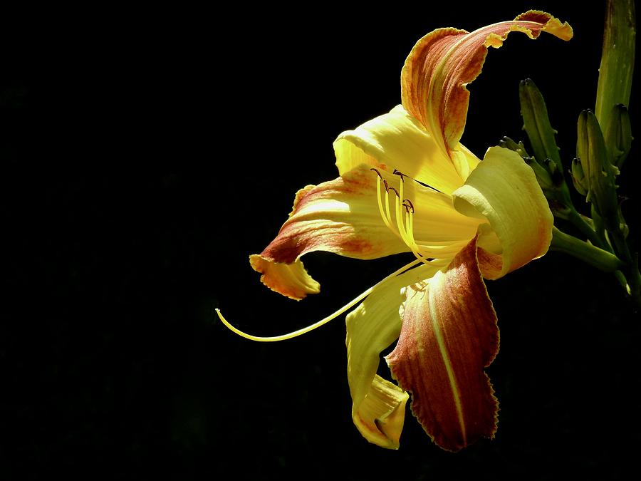 Day Lily Nocturne Photograph by Kathy Chism