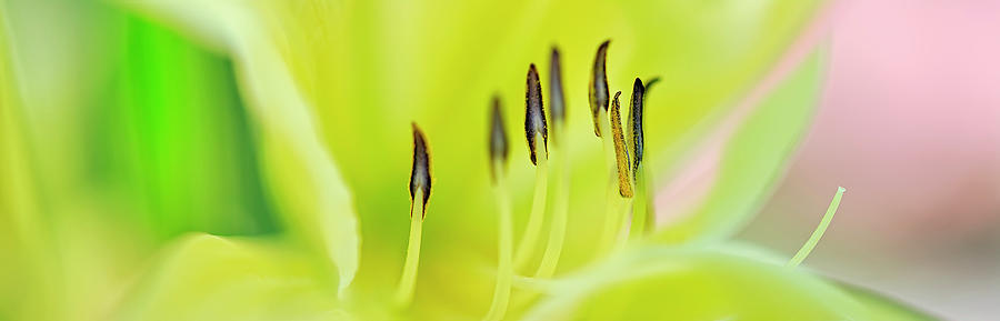 Flower Photograph - Day Lily Scape by Cora Niele