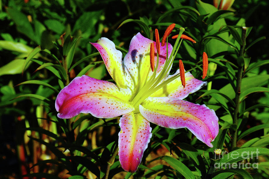 Day lily under the sun Photograph by Jeff Swan - Pixels