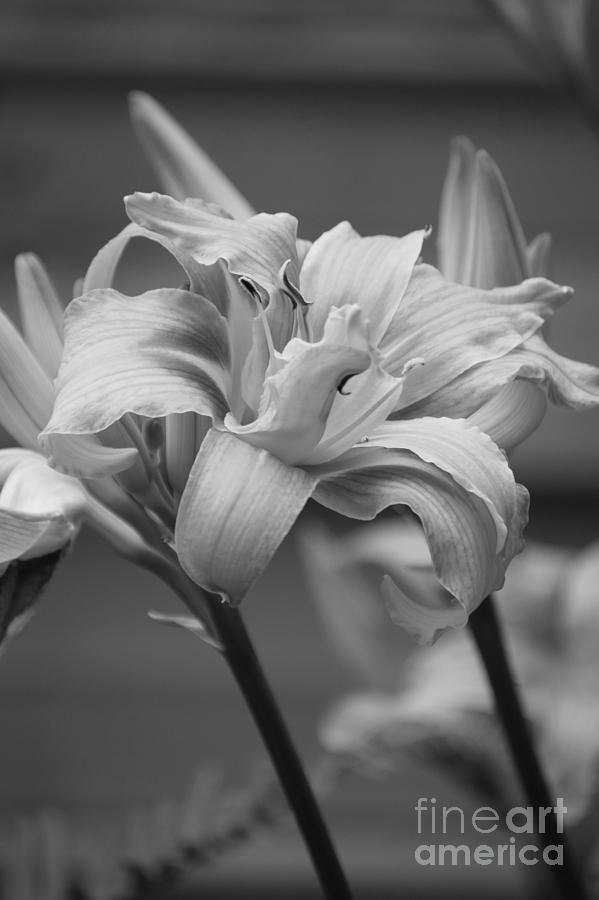 Day Lily Yellow Filter by Jeni Gray Day Lily Yellow Filter by Jeni Gray