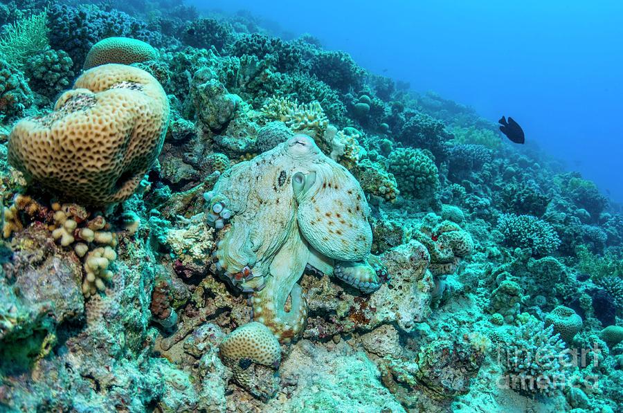 Day Octopus Camouflaged On A Reef Photograph by Georgette Douwma/science Photo Library
