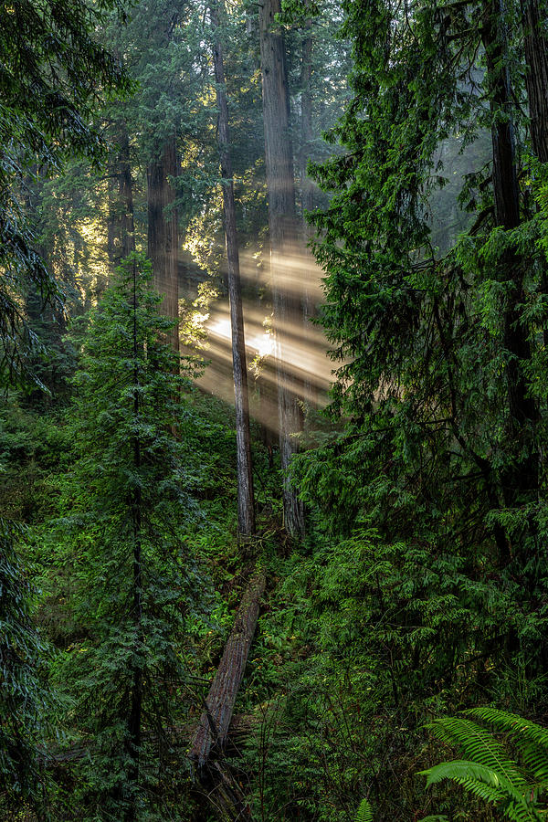 Daybreak in Jedediah Smith Redwoods State Park Photograph by ProPeak Photography