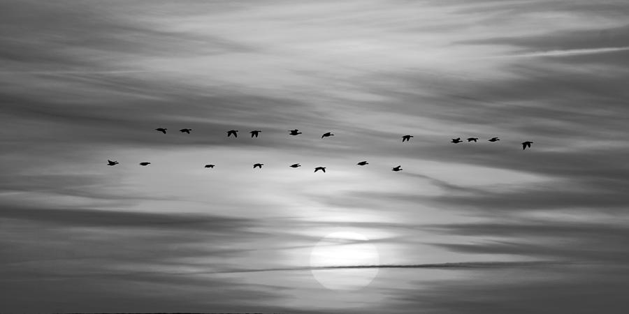 Bird Photograph - Daybreak In Nature by Bodo Balzer