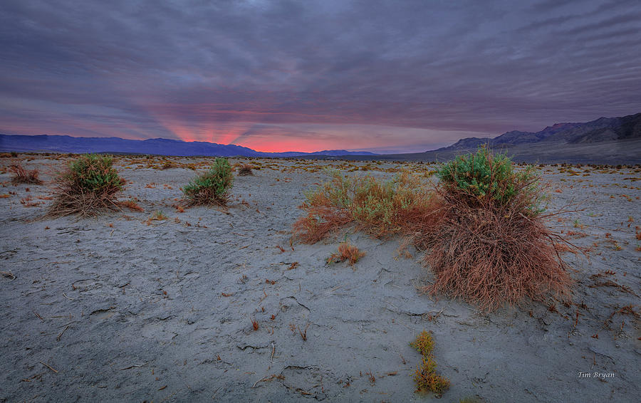 Desert Photograph - Daybreak in the Devils Cornfield by Tim Bryan