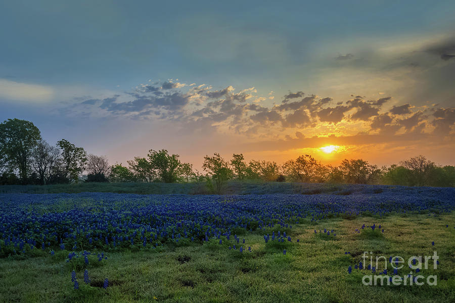 Daybreak In The Land Of Bluebonnets Photograph by Mark Alder