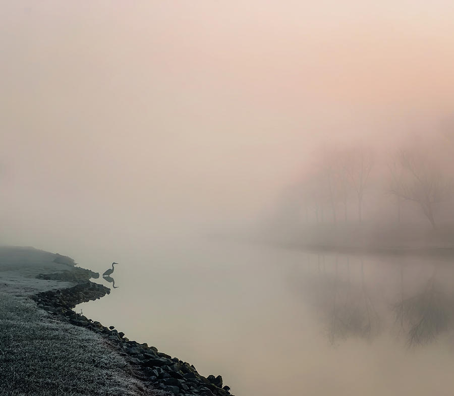 Morning Mist Photograph by Darlene Kwiatkowski