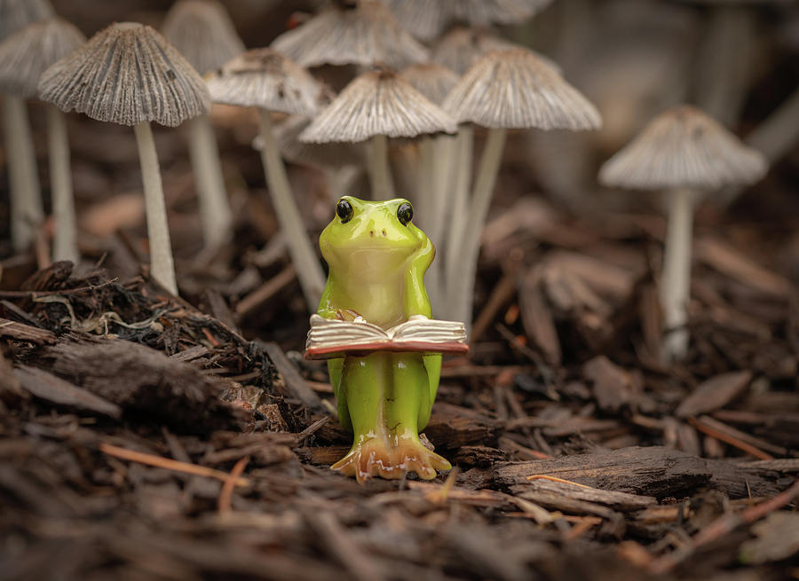 Daydreaming Among The Toadstools Photograph by Arthur Oleary