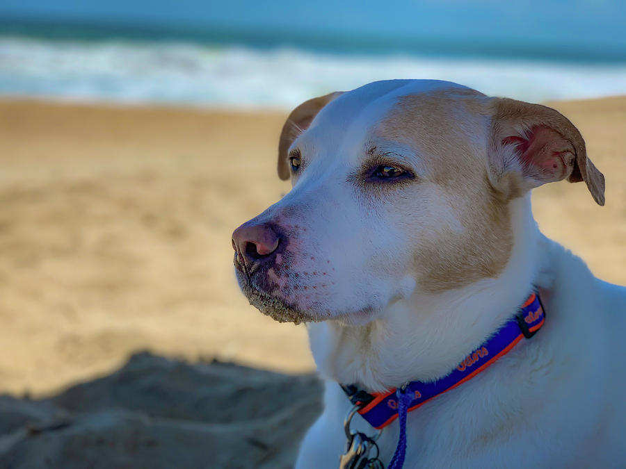 Daydreaming Dog on the Beach Photograph by Lora J Wilson