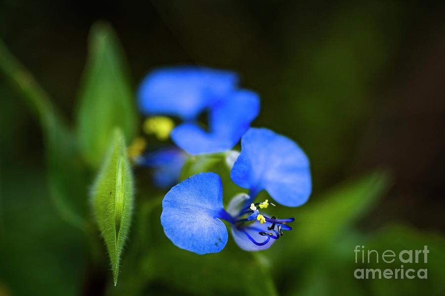 Nature Photograph - Dayflower (commelina Erecta) by Peter Chadwick/science Photo Library