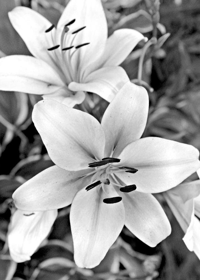 Daylilies in BW Photograph by Mary Pille