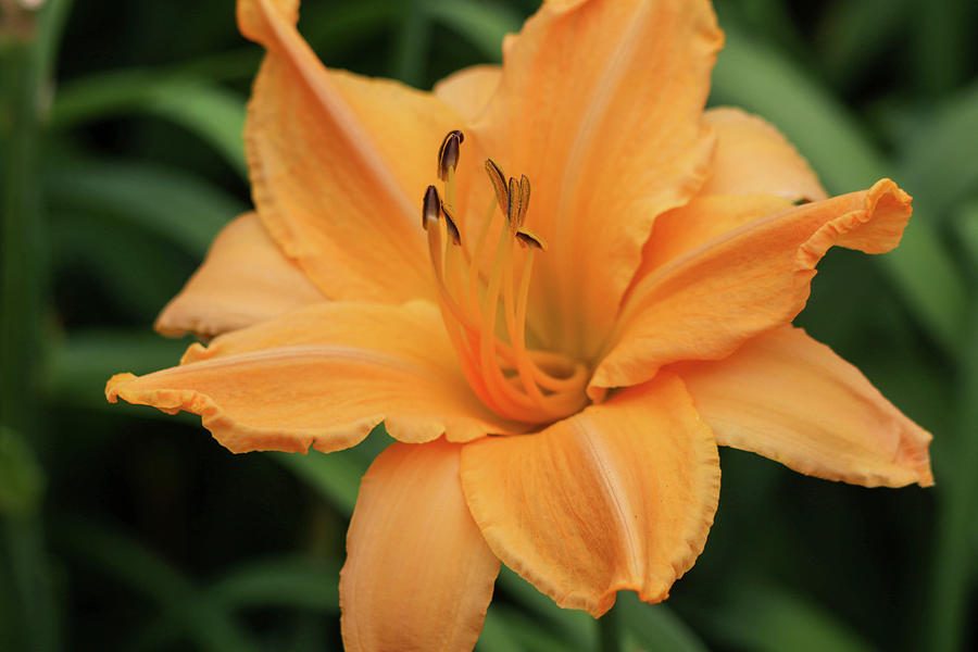 Daylily Delight Photograph by Mary Anne Delgado