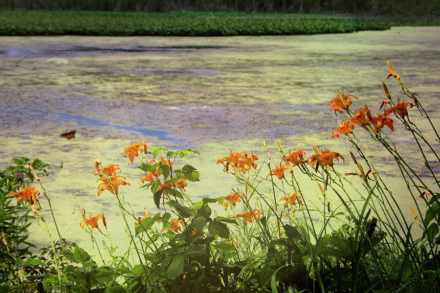 Daylily Dreams by Shawna Rowe Daylily Dreams by Shawna Rowe