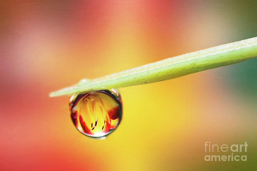 Daylily in a Droplet by Anita Pollak Daylily in a Droplet by Anita Pollak