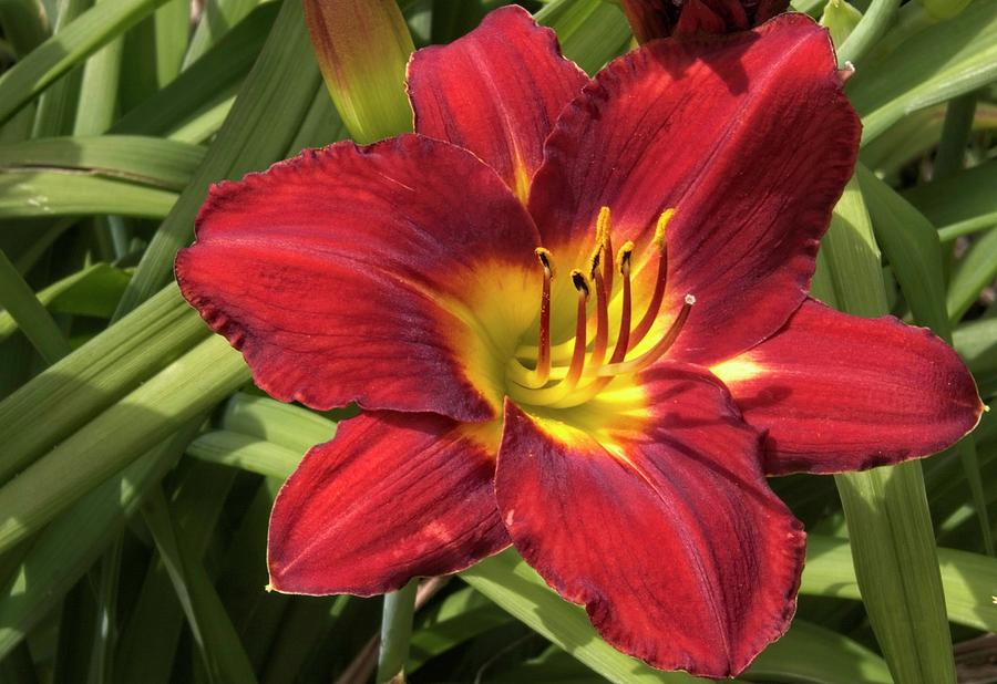 Daylily in dark reddish brown with yellow center.. by Timothy Pinckard Daylily in dark reddish brown with yellow center.. by Timothy Pinckard