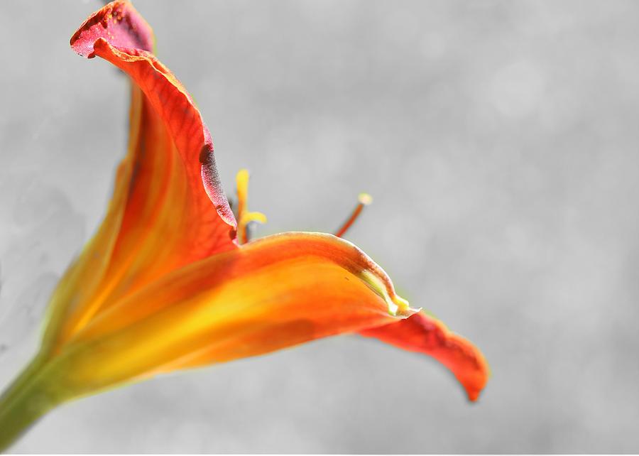 Daylily in selective color Photograph by Mary Pille