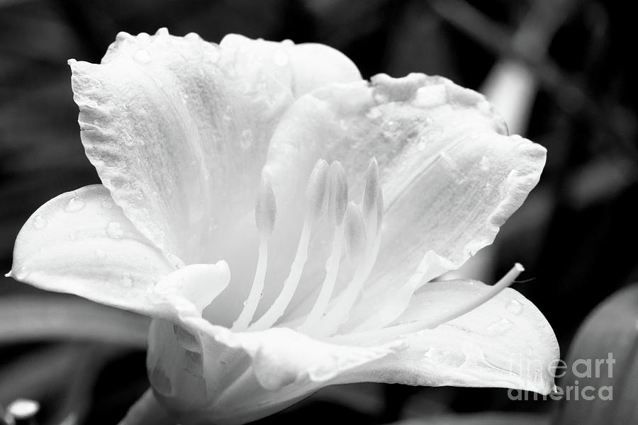 Daylily Photograph - Daylily by Nicki Hoffman Daylily Photograph - Daylily by Nicki Hoffman