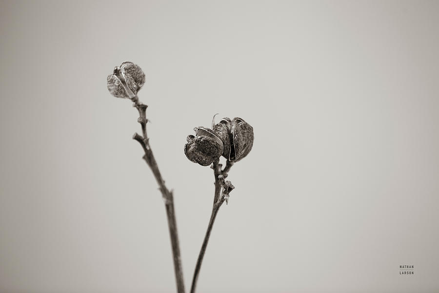 Black And White Photograph - Daylily Pod Study by Nathan Larson