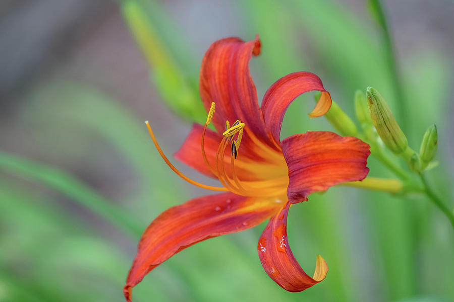 Daylily by Ree Reid Daylily by Ree Reid