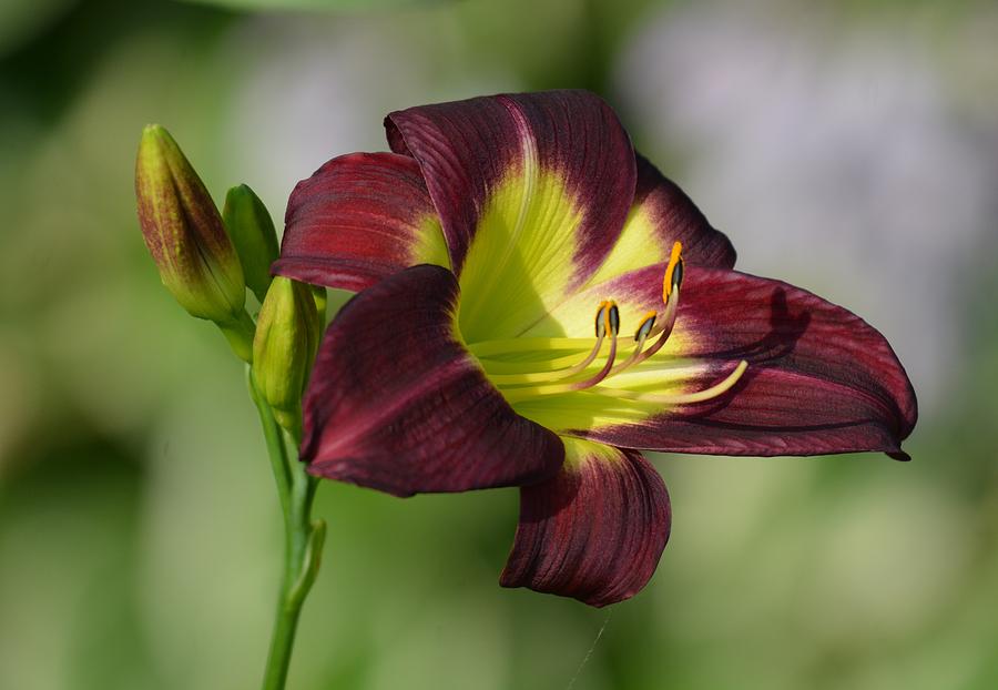 Daylily Surprise Photograph By Shelley Smith 