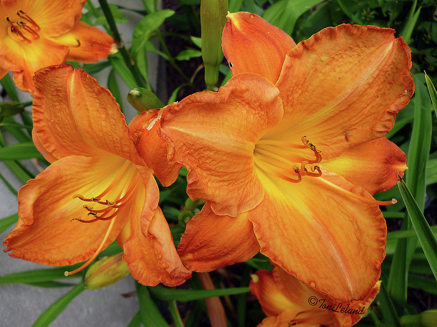 Daylily Tigger Photograph by Toni Leland - Fine Art America