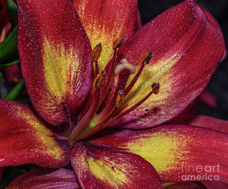 Lily Photograph - Dazzling Lily by Cindy Treger
