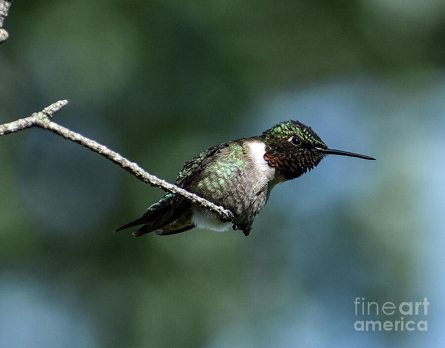 Dazzling Ruby-throated Hummingbird by Cindy Treger Dazzling Ruby-throated Hummingbird by Cindy Treger