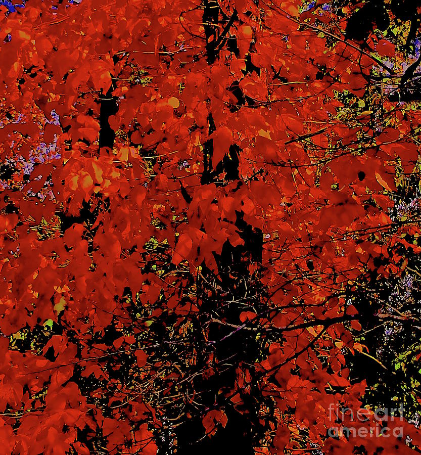 Dbl Down Autumn Leaves Photograph