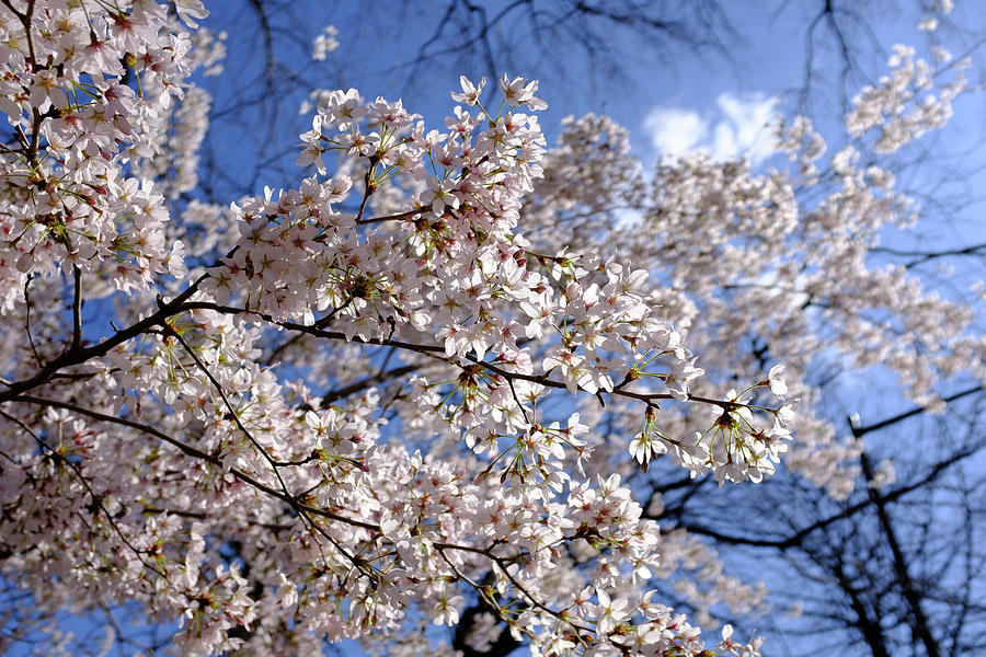 DC Cherry Blossoms Photograph by Doug Ash