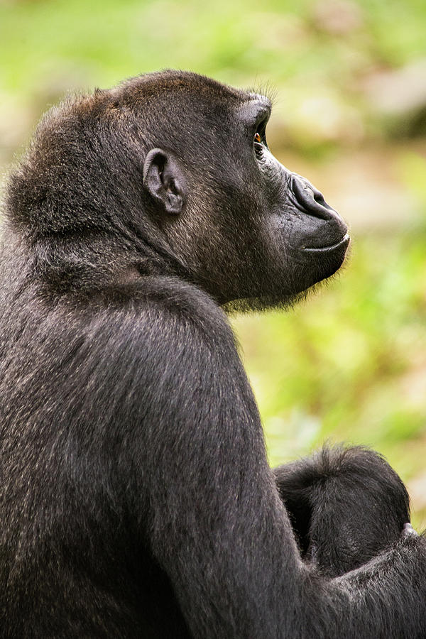 DC Gorilla Profile Photograph by Don Johnson