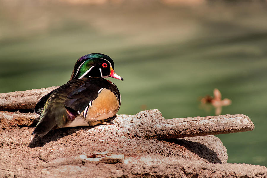 DC Wood Duck Photograph by Don Johnson