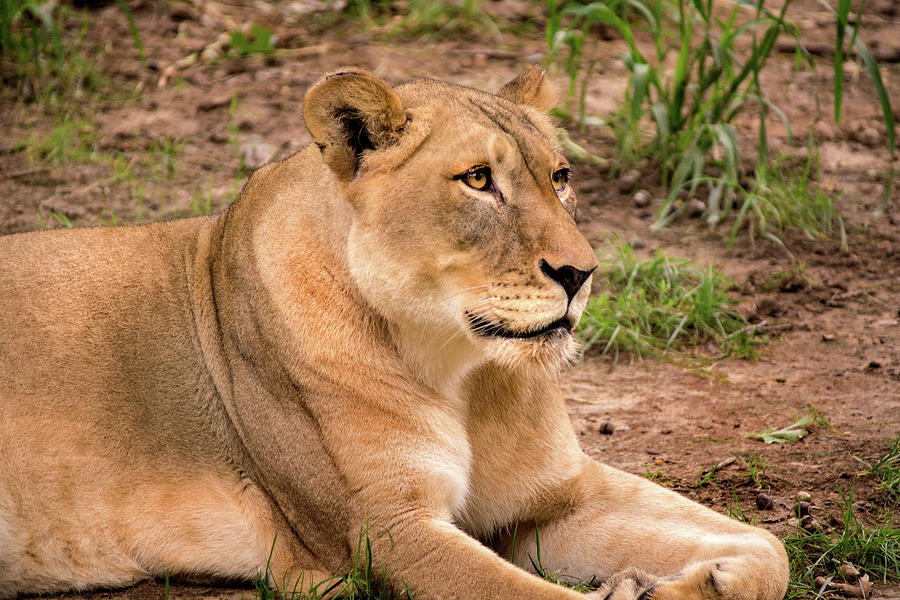 DC Zoo Female Lion Photograph by Don Johnson