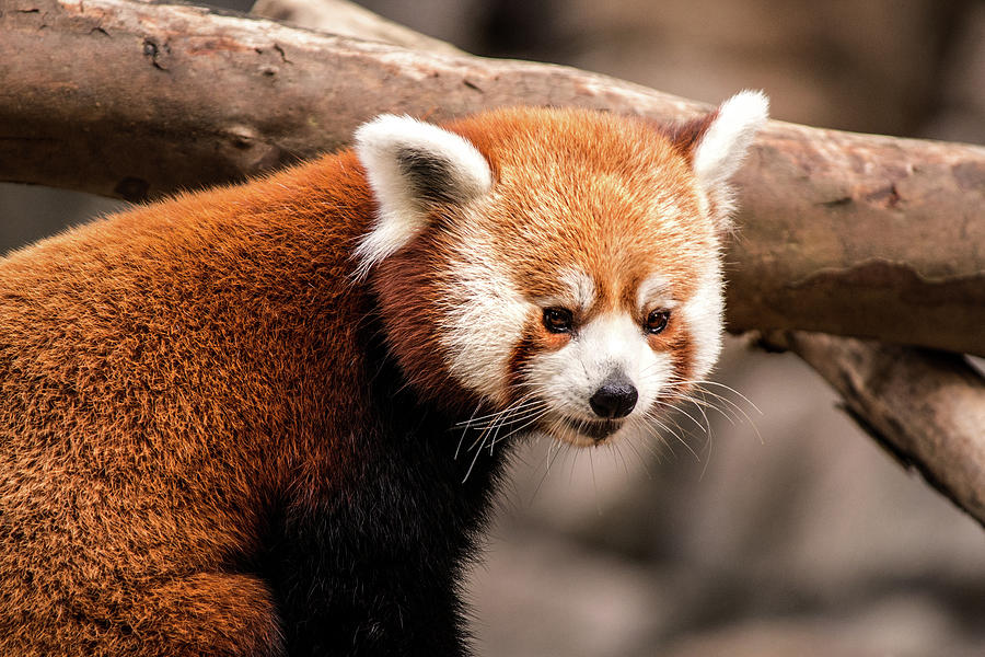 DC Zoo-Red Panda Photograph by Don Johnson