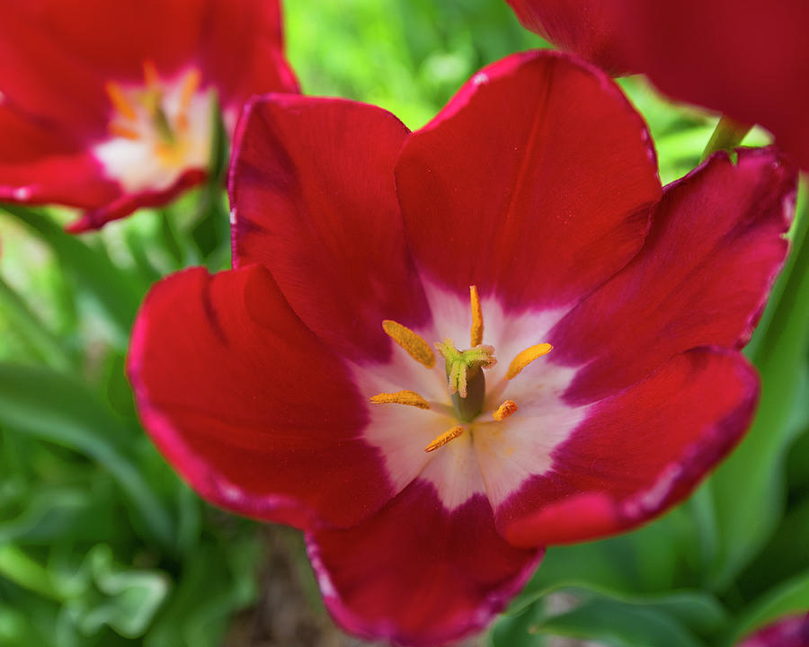 DDP DJD Red Tulip 4779 by David Drew DDP DJD Red Tulip 4779 by David Drew