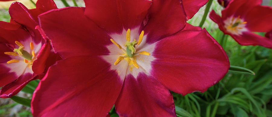 DDP DJD Red Tulip Panorama 4786 Photograph by David Drew