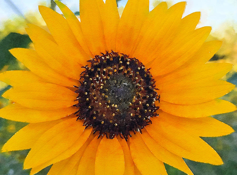 DDP DJD Sunflower Watercolor Effect Photograph by David Drew