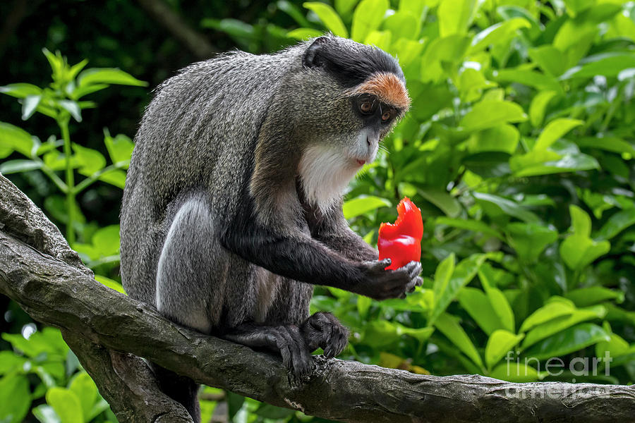 De Brazzas Monkey eats Fruit Photograph by Arterra Picture Library