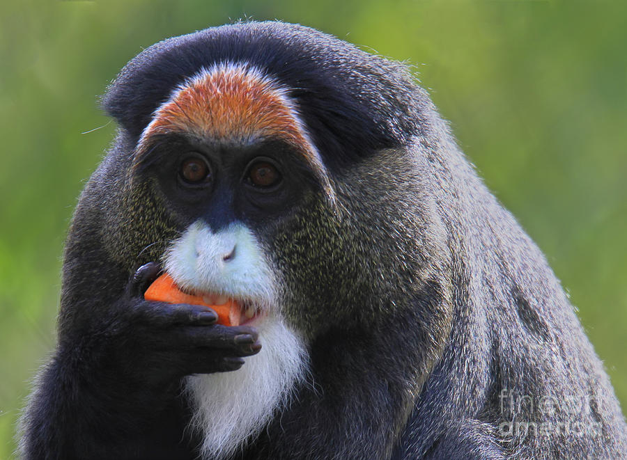 De Brazzas Monkey Photograph