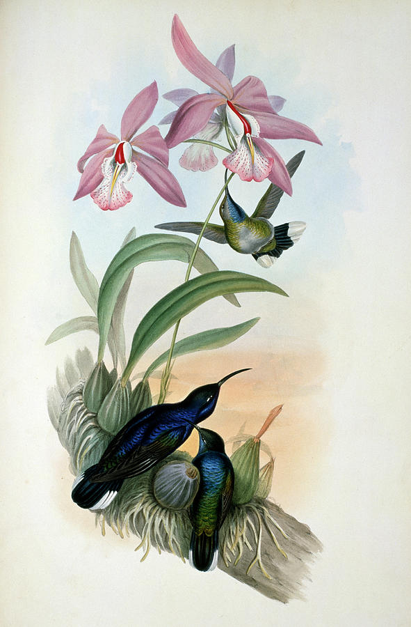 De Lattres Sabre-wing By Gould Painting by Academy Of Natural Sciences De Lattres Sabre-wing By Gould Painting by Academy Of Natural Sciences