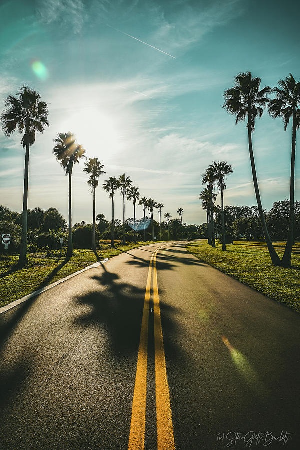 De Soto Palms Photograph by Stew Gets Buckets - Fine Art America