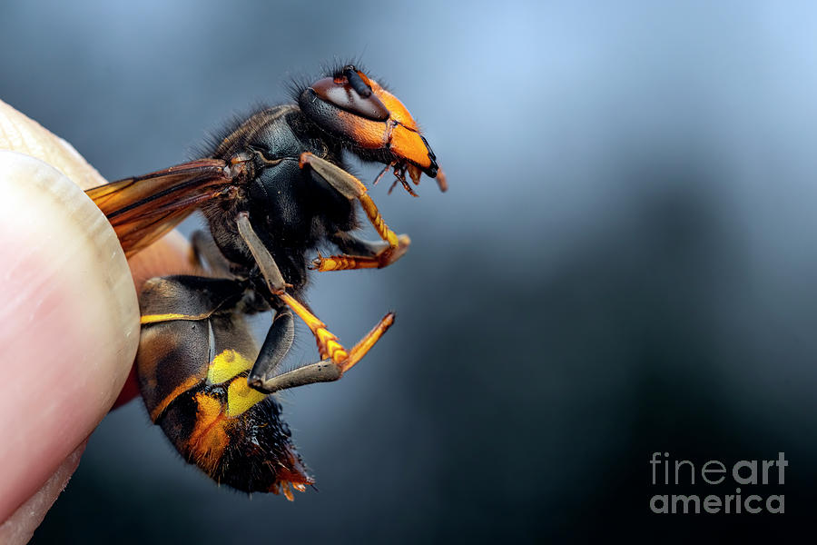 Dead Asian Hornet Photograph by Nicolas Reusens/science Photo Library